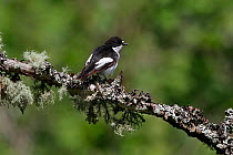 Male Pied Flycatcher (Ficedula hypoleuca) perched on lichen covered branch, in woodland, North Wales, UK, June 2010