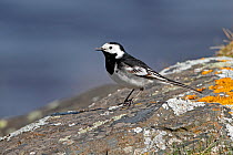 Pied Wagtail (Motacilla alba) standing on lichen covered rock by lake on moorland, Denbigh Moors, North Wales, UK, April 2010