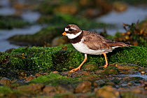 Ringed Plover (Charadrius hiaticula) running on beach in evening light, Cemlyn Bay, Anglesey, North Wales, UK, July 2010