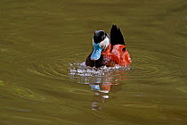 Male Ruddy Duck (Oxyura jamaicensis) displaying on lake expelling air from breast feathers to form bubbles (captive bird) UK, May 2010