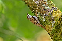 Treecreeper (Certhia familiaris) foraging for food on tree trunk, North Wales, UK, May 2010