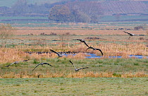 Common / Eurasian cranes (Grus grus) flock of juveniles released by the Great Crane Project onto the Somerset Levels and Moors flying low over frozen marshland and group of resting Wigeon (Anas penelo...
