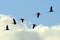 Common / Eurasian cranes (Grus grus) six juveniles in flight, recently released by the Great Crane Project, most wih radiotransmitter aerials visible, flying over the Somerset Levels and Moors. Somers...