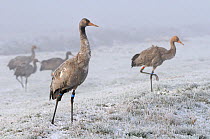 Common / Eurasian crane (Grus grus) juveniles with colour rings and a radio-transmitter aerial on legs, released by the Great Crane Project onto the Somerset Levels and Moors, foraging on frozen, snow...
