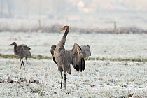 Common / Eurasian crane (Grus grus) juvenile flaping wings, recently released by the Great Crane Project onto the Somerset Levels and Moors, on frozen pasture, Somerset, UK, December 2010.