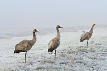 Common / Eurasian cranes (Grus grus) three juveniles standing on frost covered ground, with one foot held to their chests for warmth, released by the Great Crane Project onto the Somerset Levels and M...