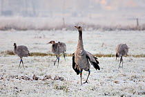Common / Eurasian cranes (Grus grus) small flock of juveniles foraging on frozen pastureland. These Cranes were released by the Great Crane Project onto the Somerset Levels and Moors, Somerset, UK, De...