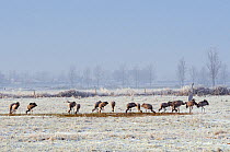 Common / Eurasian cranes (Grus grus) Small flock of juveniles foraging / feeding on grain provided for them, on frozen, pastureland. These Cranes were released by the Great Crane Project onto the Some...