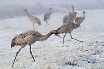 Common / Eurasian cranes (Grus grus) small flock of juveniles foraging / feeding on frozen, snow covered pastureland on a foggy winter morning. These Cranes were released by the Great Crane Project on...
