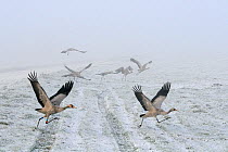 Common / Eurasian cranes (Grus grus) small flock of juveniles taking flight over the frozen, snow covered pastureland on a foggy winter morning. These  Cranes were released by the Great Crane Project...