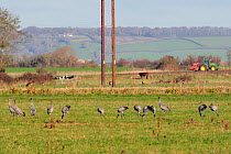 Common / Eurasian cranes (Grus grus) juveniles recently released by the Great Crane Project onto the Somerset Levels and Moors, foraging in pastureland with Roe deer (Capreolus capreolus) cattle, and...