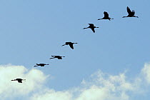 Seven Juvenile Common / Eurasian cranes (Grus grus) in flight, recently released by the Great Crane Project, some with radiotransmitter aerials visible, Somerset, UK, November 2010.