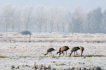 Flock of juvenile Common / Eurasian cranes (Grus grus) released by the Great Crane Project onto the Somerset Levels and Moors, foraging for grain scattered for them on frozen pastureland, Somerset, UK...