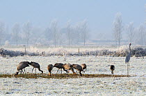 Flock of juvenile Common / Eurasian cranes (Grus grus) released by the Great Crane Project onto the Somerset Levels, feeding alongside cut-out model of an adult bird (acting as a decoy) on frozen, sno...