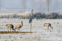 Three juvenile Common / Eurasian cranes (Grus grus) released by the Great Crane Project onto the Somerset Levels, feeding alongside cut-out model of an adult bird on frozen, snow covered pastureland o...