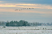 Flock of Juvenile Common / Eurasian cranes (Grus grus) released by the Great Crane Project onto the Somerset Levels and Moors, flying over frozen  pastureland, with grazing Roe deer (Capreolus capreol...