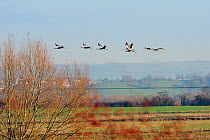 Flock of seven Juvenile Common / Eurasian cranes (Grus grus) recently released by the Great Crane Project onto the Somerset Levels and Moors, flying over pastureland, trees and powerlines, a lethal ha...