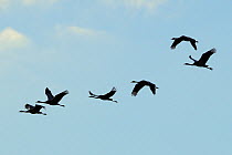 Six Juvenile Common / Eurasian cranes (Grus grus) recently released by the Great Crane Project, some with radiotransmitter aerials visible, flying over the Somerset Levels and Moors. Somerset, UK, Nov...