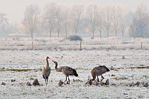 Two juvenile Common / Eurasian cranes (Grus grus) fighting as they forage on frozen pastureland. These cranes were released by the Great Crane Project onto the Somerset Levels and Moors. Somerset, UK,...