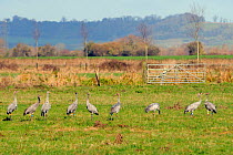 Nine Juvenile Common / Eurasian cranes (Grus grus) recently released by the Great Crane Project onto the Somerset Levels and Moors reacting to a helicopter flying overhead. Somerset, UK, November 2010...