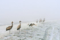 Common / Eurasian cranes (Grus grus) the first birds in a flock of juveniles released by the Great Crane Project onto the Somerset Levels and Moors, starting to take off from a grassy bank on frozen,...