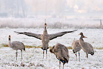 Juvenile Common / Eurasian crane (Grus grus) flapping its wings, among other birds in flock released by the Great Crane Project onto the Somerset Levels and Moors, on frozen pastureland, Somerset, UK,...
