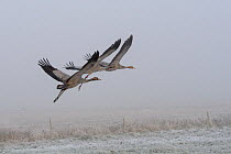 Three juvenile Common / Eurasian cranes (Grus grus) released by the Great Crane Project onto the Somerset Levels and Moors, flying low over frozen pastureland. Somerset, UK, December 2010.