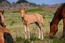 Feral domestic horses (Equus caballus) young wild colt between his mare and stallion, Blue Swallow Reserve, near Kaapsehoop, Mpumalanga province / Eastern Transvaal, South Africa, October 2010