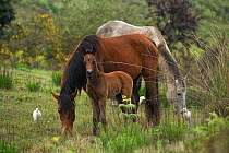 Feral domestic horses (Equus caballus) young wild colt standing in front of his mare and stallion, Blue Swallow Reserve, near Kaapsehoop, Mpumalanga province / Eastern Transvaal, South Africa, October...