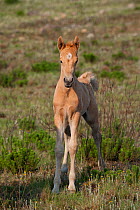 Feral domestic horses (Equus caballus) young wild colt, Blue Swallow Reserve, near Kaapsehoop, Mpumalanga province / Eastern Transvaal, South Africa, October 2010