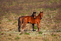 Feral domestic horses (Equus caballus) two colts standing alert, Blue Swallow Reserve, near Kaapsehoop, Mpumalanga province / Eastern Transvaal, South Africa, October 2010