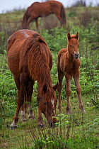 Feral domestic horses (Equus caballus) young filly beside her mare and stallion, Blue Swallow Reserve, near Kaapsehoop, Mpumalanga province / Eastern Transvaal, South Africa, October 2010
