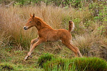 Feral domestic horses (Equus caballus) young filly running around, testing her legs, Blue Swallow Reserve, near Kaapsehoop, Mpumalanga province / Eastern Transvaal, South Africa, October 2010