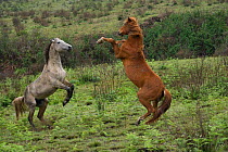 Feral domestic horses (Equus caballus) wild herd stallion (grey) fighting a bachelor chestnut stallion,  Blue Swallow Reserve, near Kaapsehoop, Mpumalanga province / Eastern Transvaal, South Africa, O...
