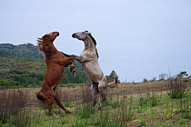 Feral domestic horses (Equus caballus) wild herd stallion (grey) fighting a bachelor chestnut stallion,  Blue Swallow Reserve, near Kaapsehoop, Mpumalanga province / Eastern Transvaal, South Africa, O...