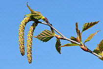 Pendulous male and erect young female catkins of Silver birch tree (Betula pendula) Wiltshire, UK, April.