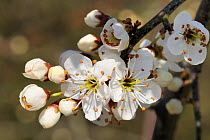 Blackthorn (Prunus spinosa) blossom and flower buds starting to open. Wiltshire, UK, April.