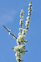 Blackthorn (Prunus spinosa) blossom and blue sky. Wiltshire, UK, April.