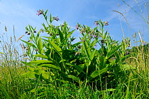 Common comfrey (Symphytum officinale) flowering in a hay meadow. Gloucestershire, UK, June.