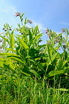 Common comfrey (Symphytum officinale) flowering in a hay meadow. Gloucestershire, UK, June.