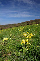 Cowslips (Primula veris) flowering on a traditional hillside hay meadow. Gloucestershire, UK, April.
