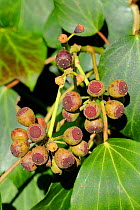 Ivy (Hedera helix) fruits ripening. Wiltshire garden, UK, March.