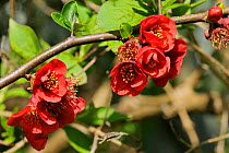 Japanese quince (Cydonia japonica) blossom. Wiltshire garden, UK, May.