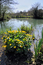 Marsh marigold / King cup (Caltha palustris) clump flowering near the margins of a stream. Wiltshire, UK, April.