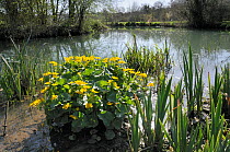 Marsh marigold / King cup (Caltha palustris) clump flowering near the margins of a stream. Wiltshire, UK, April.