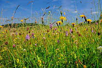 Traditional organic hay meadow with wild flowers and grasses including Common spotted orchid (Dactylorhiza fuchsii) Rough hawkbit (Leontodon hispidus) Red clover (Trifolium pratense) White clover (Tri...