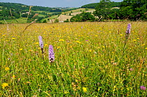 Traditional organic hay meadow with a profusion of wild flowers and grasses including Common spotted orchid (Dactylorhiza fuchsii) Rough hawkbit (Leontodon hispidus) Red clover (Trifolium pratense) Wh...