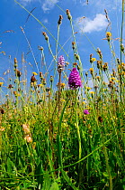 Traditional organic hay meadow with a profusion of wild flowers and grasses including Pyramid orchid (Anacamptis pyramidalis) Common spotted orchid (Dactylorhiza fuchsii, Rough hawkbit (Leontodon hisp...