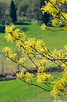 Norwegian maple tree (Acer platanoides) flowers, Gloucestershire, UK, April.