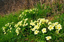 Common primroses (Primula vulgaris) flowering in clumps by hedgerow at the edge of a meadow. Wiltshire, UK, April.